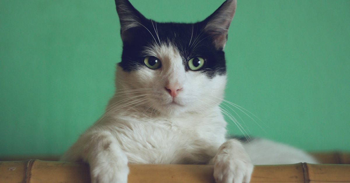 Chat noir et blanc aux yeux verts accoudé à une barrière en bambou, devant un mur vert